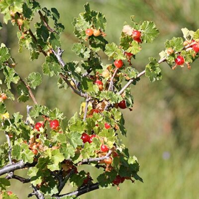 <em>Ribes cereum</em> - wax currant