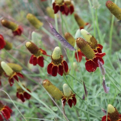 <em>Ratibida columnifera</em> - upright prairie coneflower