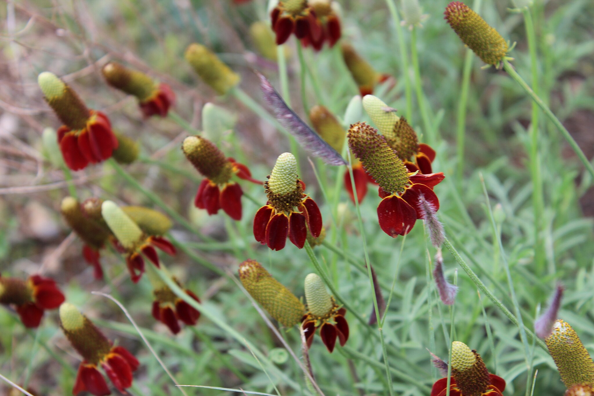 <em>Ratibida columnifera</em> - upright prairie coneflower