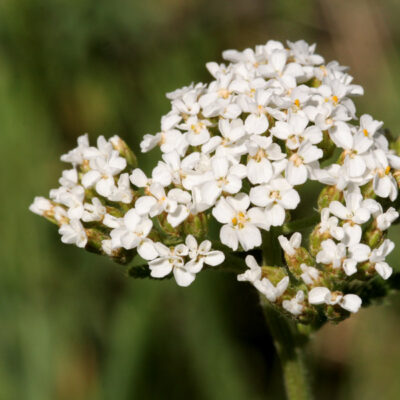 <em>Achillea millefolium</em> - yarrow