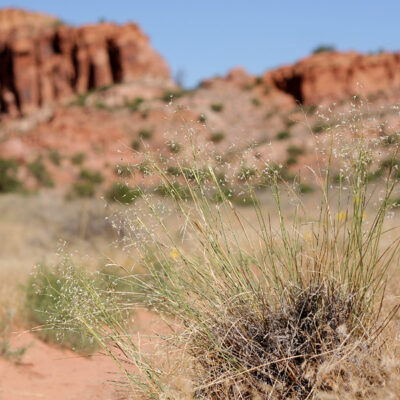 <em>Achnatherum hymenoides</em> - sand ricegrass
