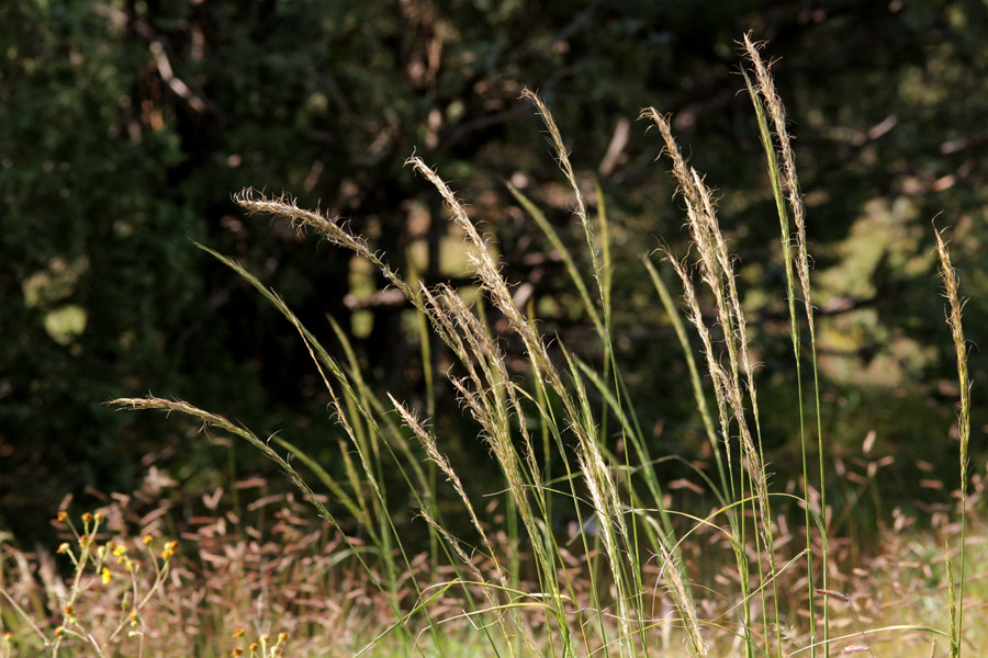 <em>Achnatherum robustum</em> - sleepygrass - Image 2