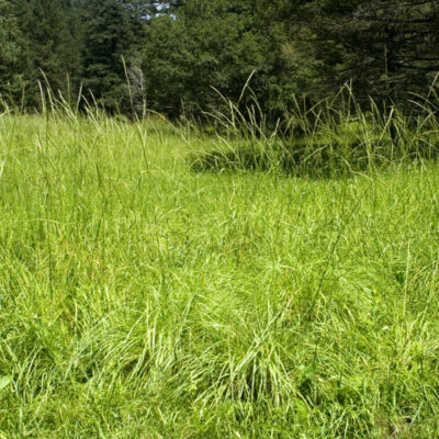 <em>Achnatherum robustum</em> - sleepygrass