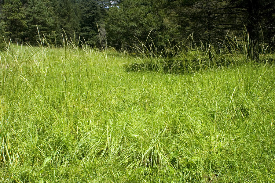 <em>Achnatherum robustum</em> - sleepygrass