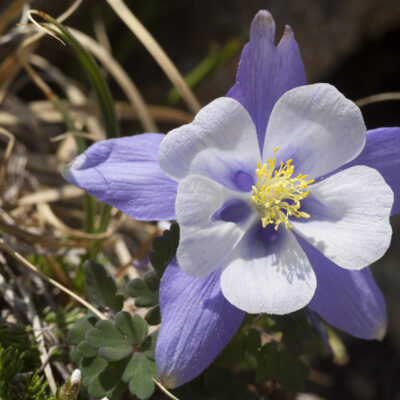 <em>Aquilegia coerulea</em> - Colorado blue columbine