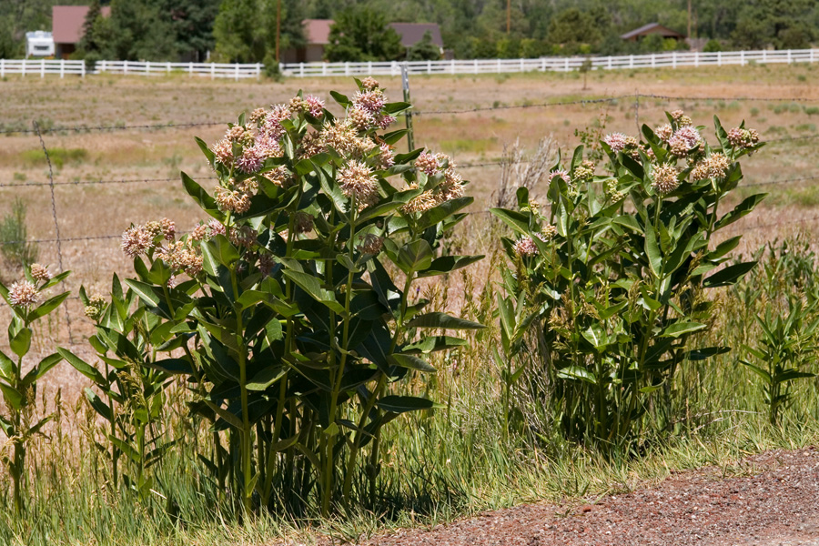 <em>Asclepias speciosa</em> - showy milkweed - Image 2