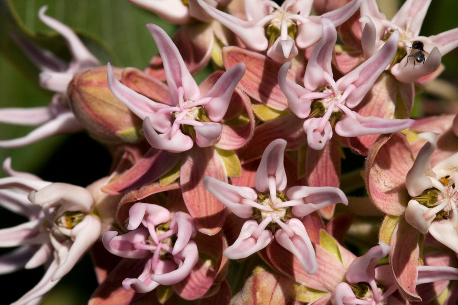 <em>Asclepias speciosa</em> - showy milkweed - Image 3