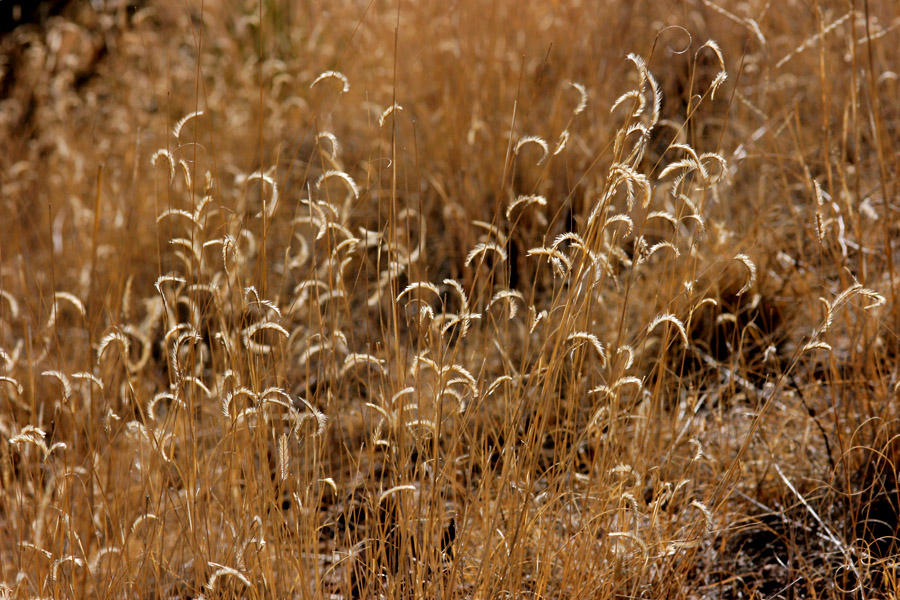 <em>Bouteloua gracilis</em> - blue grama - Image 2