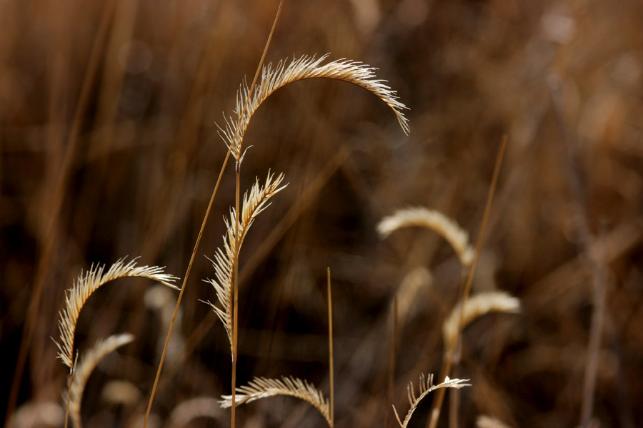 <em>Bouteloua gracilis</em> - blue grama - Image 3