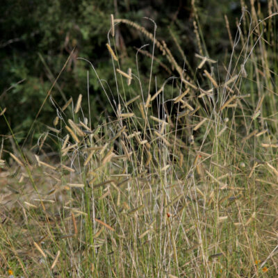 <em>Bouteloua gracilis</em> - blue grama