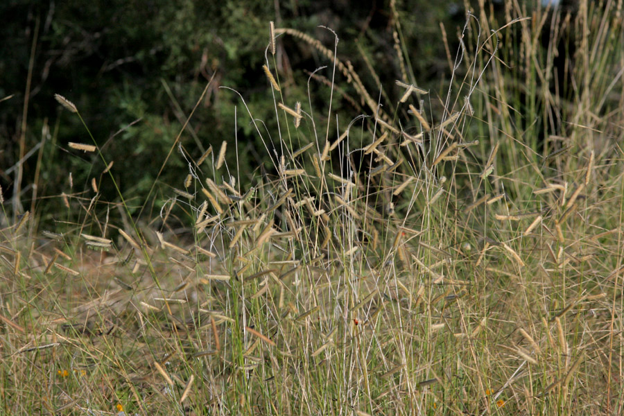 <em>Bouteloua gracilis</em> - blue grama