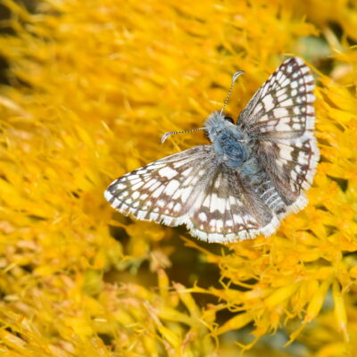 <em>Ericameria nauseosa</em> - chamisa