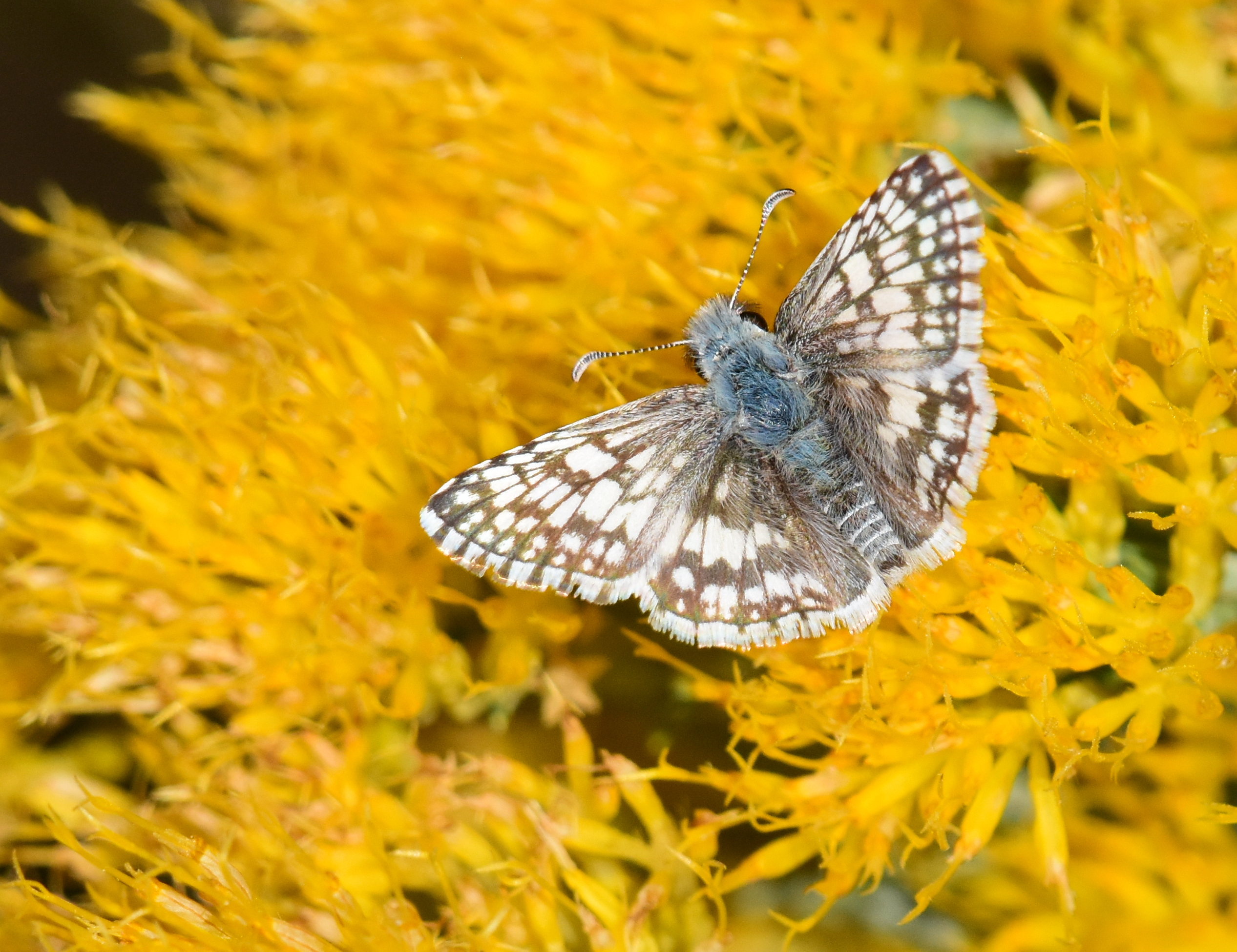 <em>Ericameria nauseosa</em> - chamisa