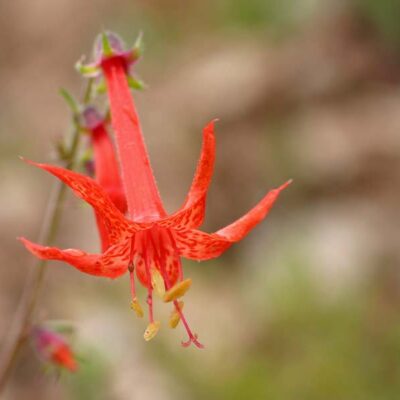 <em>Ipomopsis aggregata</em> - scarlet gilia
