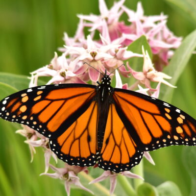 <em>Asclepias speciosa</em> - showy milkweed