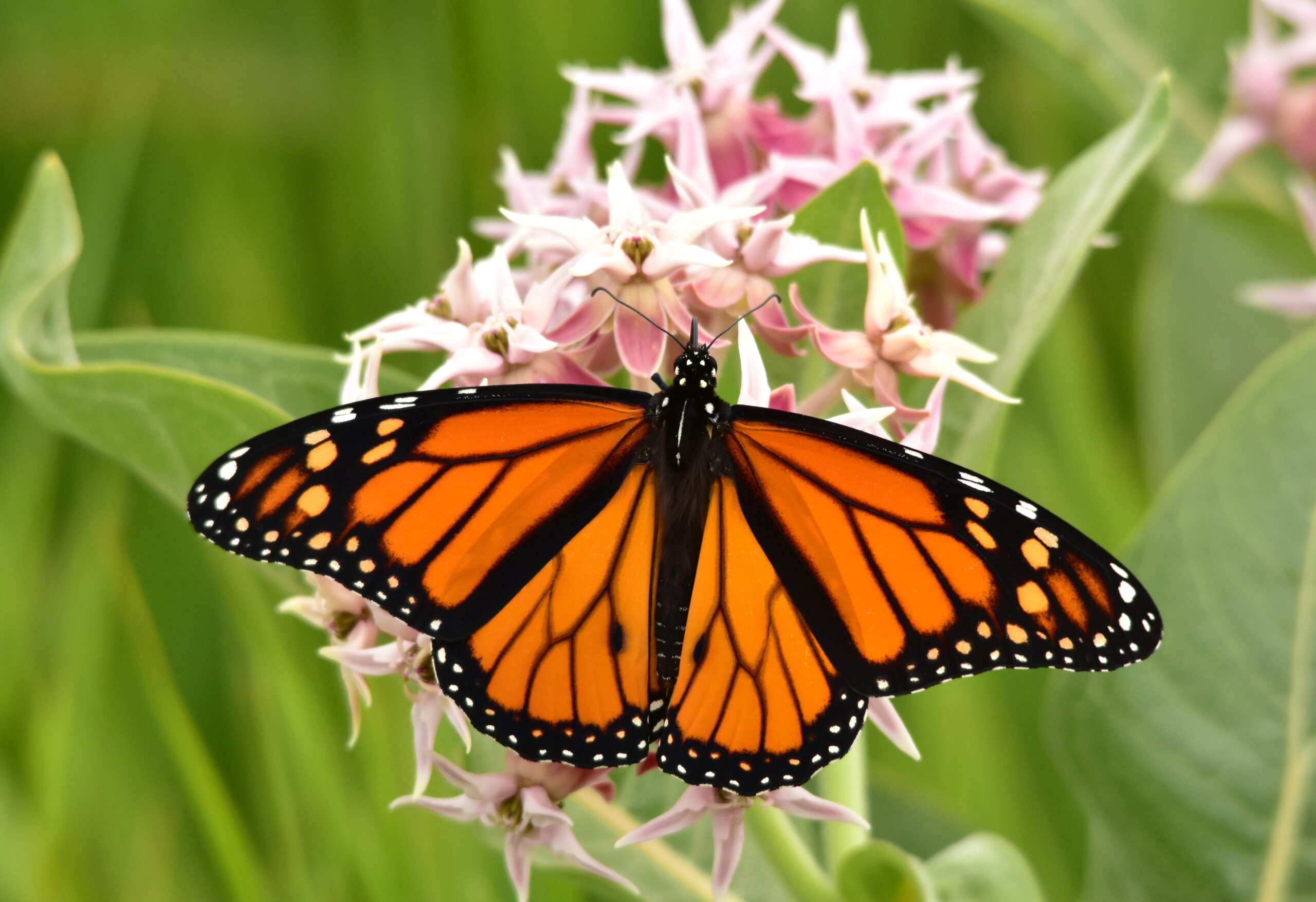<em>Asclepias speciosa</em> - showy milkweed