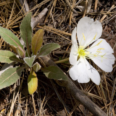 <em>Oenothera cespitosa</em> - tufted evening primrose