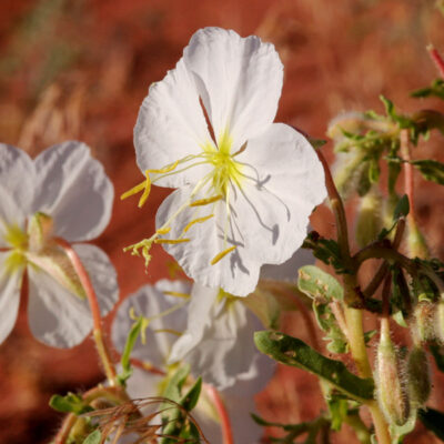 <em>Oenothera pallida</em> - pale evening primrose