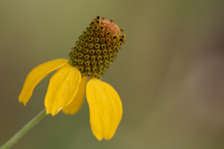 <em>Ratibida columnifera</em> - upright prairie coneflower - Image 2