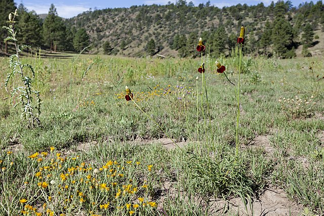 <em>Ratibida columnifera</em> - upright prairie coneflower - Image 4
