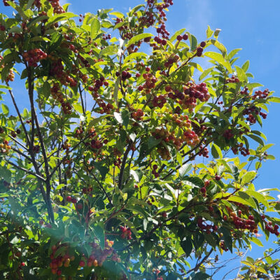 <em>Prunus virginiana</em> - chokecherry